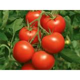 Tomaten