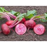 Rote Bete Tondo di chioggia