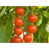 Cherry-Tomaten