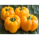 Paprika gelb