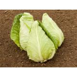 Spitzkraut (Weißkraut)