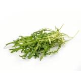 Rucola