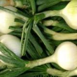 Gemüsezwiebel mit Grün