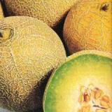 Honigmelone Galia