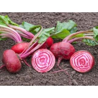 Rote Bete Tondo di chioggia