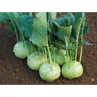 Kohlrabi