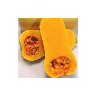 Kürbis Butternut