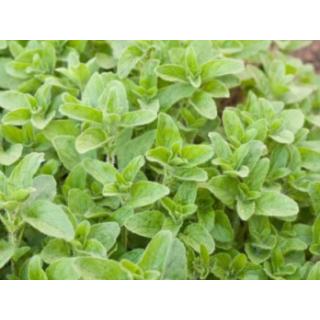 Oregano Bund