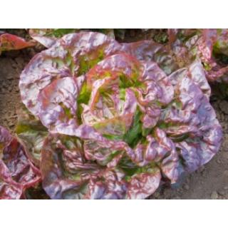 Kopfsalat rot