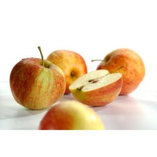 Apfel d. W. Jonagold