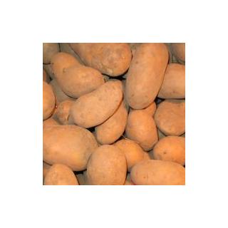 Kartoffeln mehlig 10 kg Lady Jane