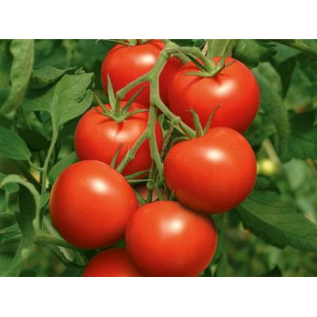 Tomaten