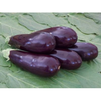 Aubergine