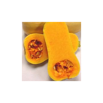 Kürbis Butternut
