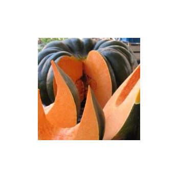 Kürbis Muskat Teilstück