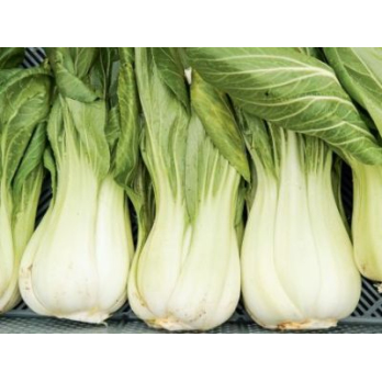Pak-Choi