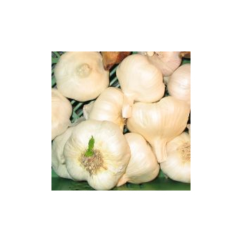 Knoblauch