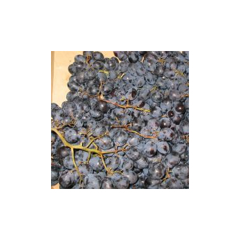 Trauben rot Red Globe