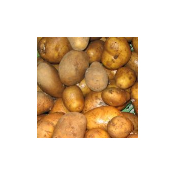 Kartoffeln vorw. festk. "Mariola"