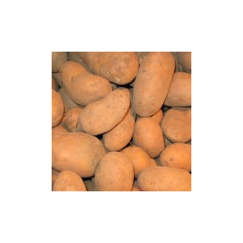 Kartoffeln mehlig Talent