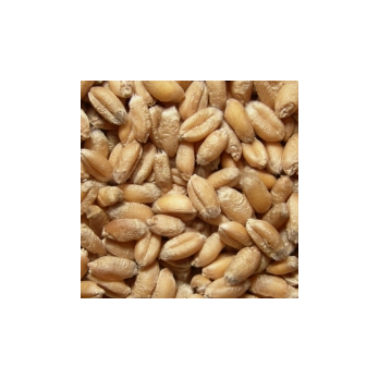 Weizen 5 kg