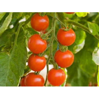 Cocktail-Tomaten