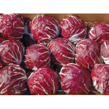 Radicchio