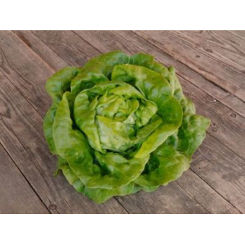 Kopfsalat